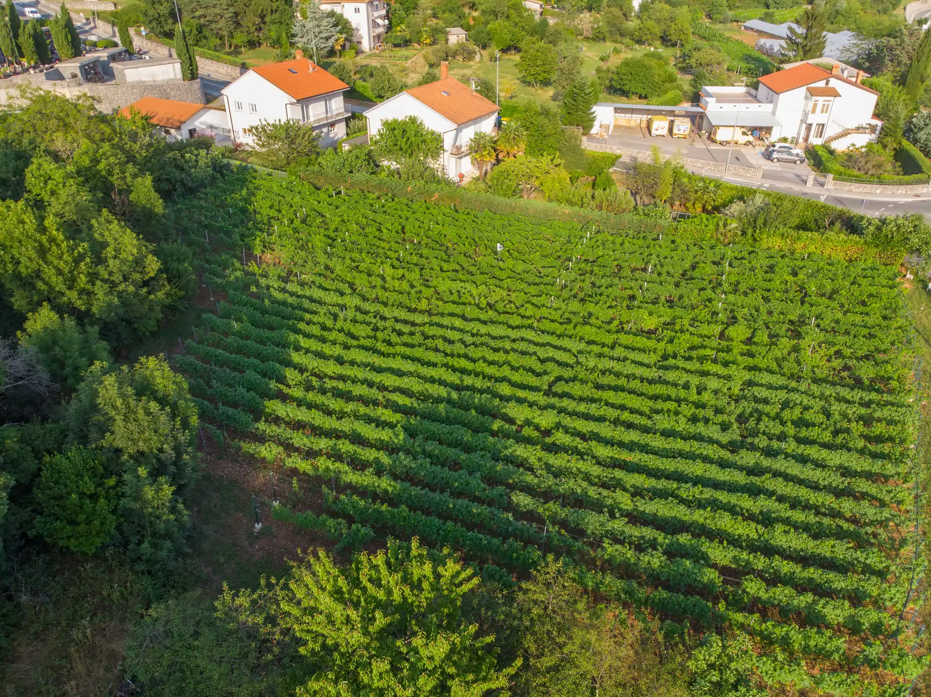 Plovanić vina iz Kastva predstavili nove etikete