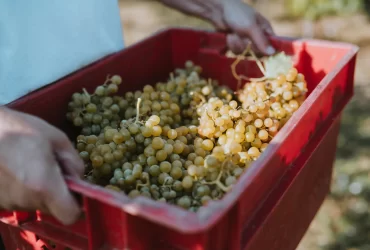 Berba 2026. na Kvarneru – iz vinograda u podrum